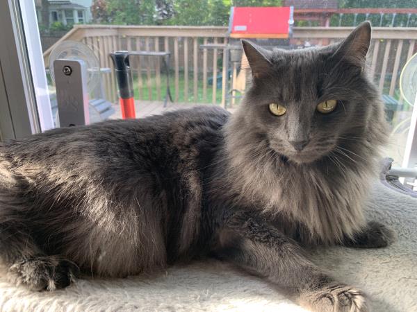 /Images/uploads/Cat Welfare Association/CatWelfare/entries/33887thumb.jpg